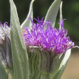 Hilliardiella aristata